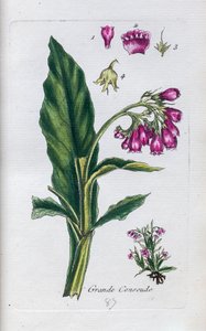 Comfrey