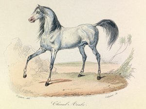 Complete Works of Buffon with Linnean Nomenclature and the Classification of Cuvier: The Animals: Arabian Horse (engraving)