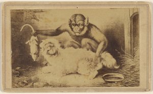 Monkey Holding a Rat by Its Tail in Front of a Small White Dog