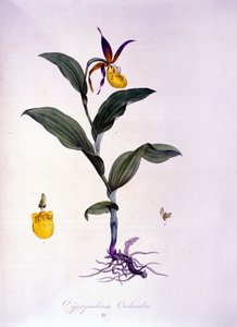 Cypripedium Calceolus: Type of Orchid