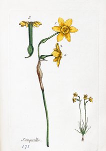Daffodil