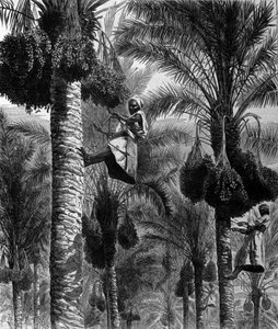 Date picking in Ceylon (current Sri Lanka) 19th century engraving by Unknown artist