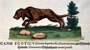 Dog from the Historia Animalium by Conrad Gesner, Tiguri 1560. Biblioteca Nazionale Braidense, Milan by Unknown artist