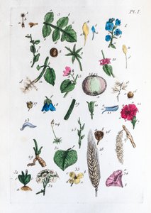 Elementary table of figures and their names in Flora Parisiensis