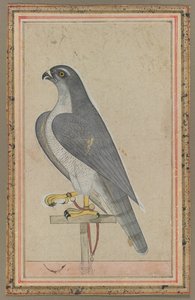 Falcon by Unknown artist