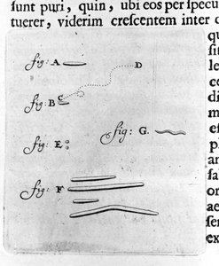 First representation of bacteria. Description by Dutch trader and scientist Antoine van Leeuwenhoek (1632-1723) after a study of bacteria in his mouth. Engraving from 
