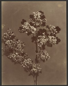 Floral Study with Multiple Bunches of Flowers by Unknown artist