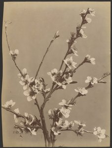 Floral Study with Small White Flowers