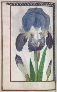 Florilegium: (page 14 verso) blue and white iris