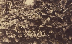 Flowers and Leaves