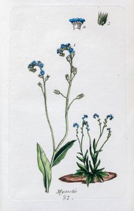 Forget-me-nots