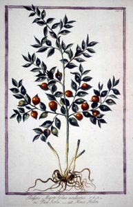 Fragon False Holly or Small Holly (Ruscus) in a 19th century herbarium