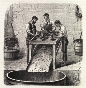 Grading the grapes on a grid during the process of making the wine of superior quality from Burgundy. Engraving from the end of the 19th century by Unknown artist