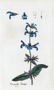 Great Sage