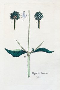 Hairy teasel