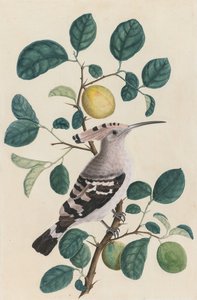 Hoopoe on a Citrus Tree Branch