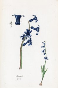 Hyacinth