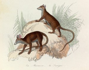 Illustration from the Book 