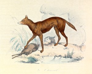 Illustration from the book 