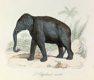 Illustration from the Book 