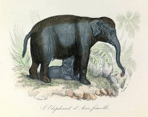 Illustration of an Asian Female Elephant from Buffon