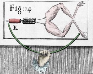 Illustration of experiments by Luigi Galvani, Italian physicist and physician (1737 - 1798) explaining the passage of electric current moving the legs of a frog. by Unknown artist