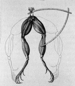 Illustration of experiments by Luigi Galvani explaining the passage of electric current moving the legs of a frog