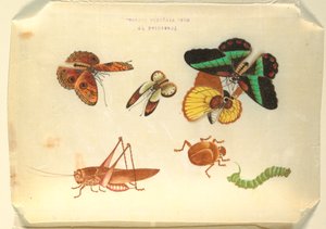 Insects