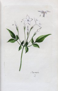 Jasmine