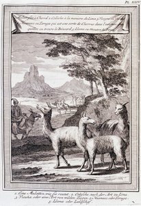 Llamas of Peru - in “Historical Journey of South America done by Order of the King of Spain by Don George Juan and Don Antoine de Ulloa”, T.1, at C.A. Jombert, Librairie du Roi, Paris by Unknown artist