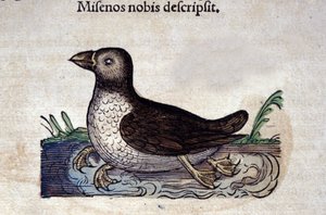 The Harlequin Duck in Historia Animalium by Conrad Gesner (1516-1565)
