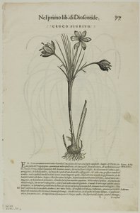 Leaf from Discorsi by Petrus Andreas Matthiolus, Plate 99 from Woodcuts from Books of the XVI Century