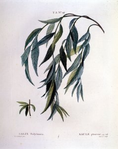 Leaf of Weeping Willow (Salix Babylonica)