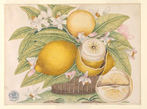 Lemons and Lemon Blossoms in a Basket by Unknown artist