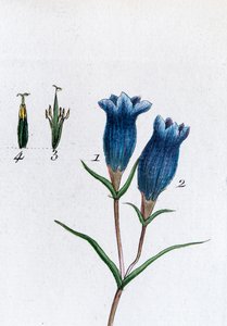 Little Gentian (Marsh Gentian)