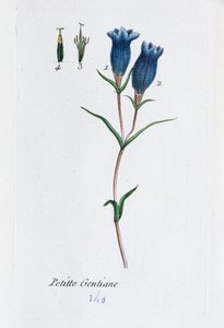 Little Gentian (Marsh Gentian)