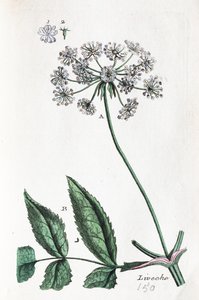 Lovage