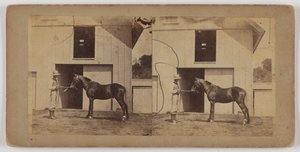 Man Holding Horse by Bridle