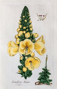 Mullein