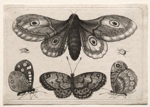 Muscarum Scarabeorum, Vermiumque Variae Figure & Formae: A Moth, Three Butterflies and Two Beetles by Unknown artist