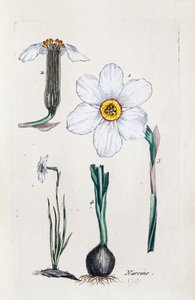 Narcissus