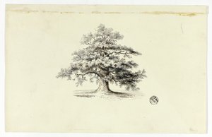 Oak Tree by Unknown artist