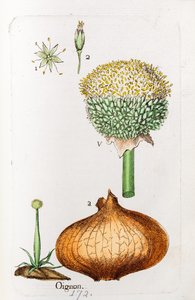 Onion