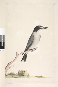 Grey Butcher Bird (male), 1791-92 by Unknown artist