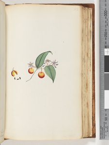 Page 113. A Creeper or Woodbine which intertwines with trees by Unknown artist