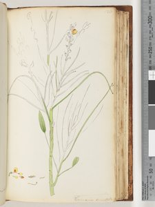 Page 126. Unfinished Drawing of Viminaria Denudata