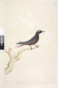 Page 13. Ocypterus. December. Natural size White, Browed Wood Swallow Artamus superciliosus, male