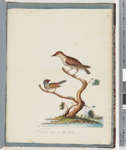 Page 140. Unidentified Bird, Red-browed Finch
