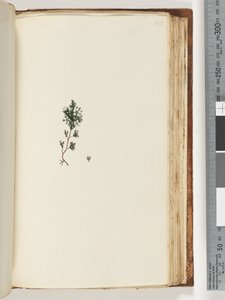 Page 143. Unidentified Plant by Unknown artist