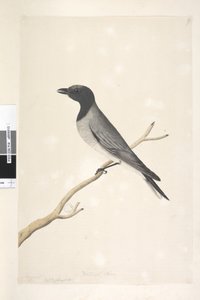 Page 14. Ceblephyris. above title in different hand August. Natural size Little Cuckoo, Shrike? Coracina robusta, 1791-92